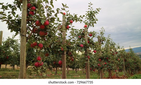 Apple Tree Field, Vernon, British Columbia, Canada