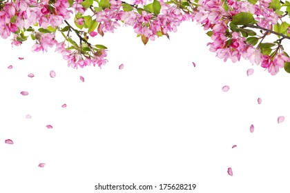 apple tree flower branches and falling petals isolated on white background