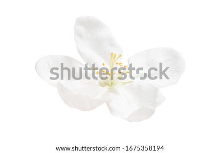 apple tree flower isolated on white background