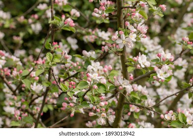 Apple tree flowers blooming in spring