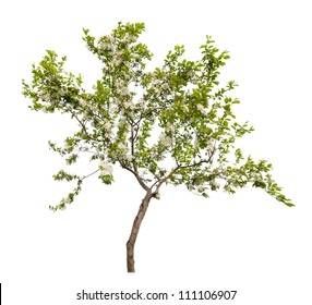 Apple Tree With Flowers Isolated On White Background