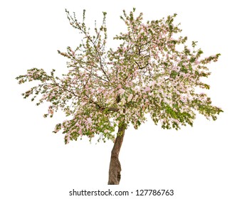 Apple Tree With Flowers Isolated On White Background