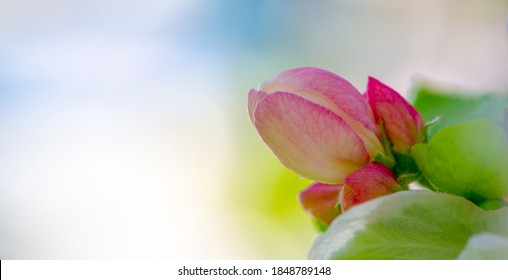 Apple Tree Flowers. Malus Sieversii - A Wild Fruit That Grows In The Mountains Of Central Asia In Southern Kazakhstan. 