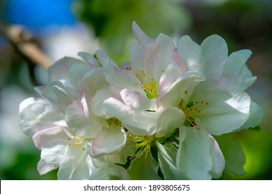 Apple Tree Flowers. Malus Sieversii 