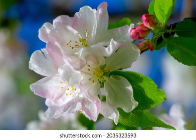 Apple Tree Flowers. Malus Sieversii - A Wild Fruit That Grows In The Mountains Of Central Asia In Southern Kazakhstan. 