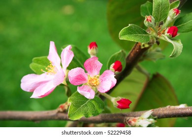 Apple tree flowers in spring.
