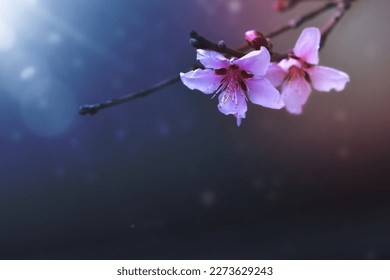 Apple tree flowers with sun glare. Delicate spring background. B - Shutterstock ID 2273629243