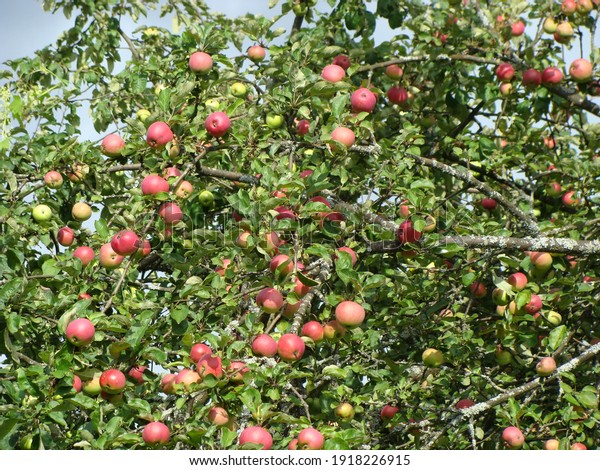 apple tree fruit on\
a tree against the sky