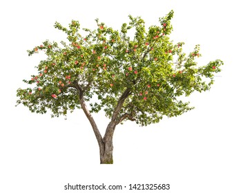 apple tree with fruits isolated on white background