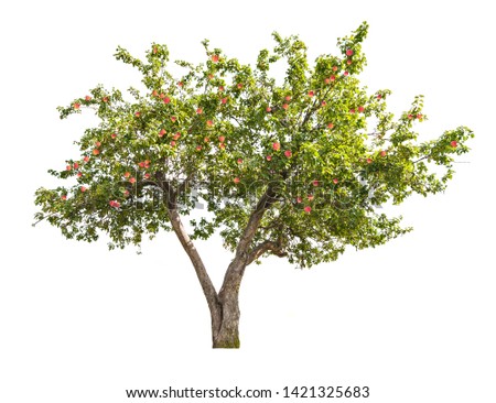 apple tree with fruits isolated on white background