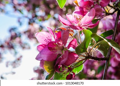 Apple Tree In Full Blossom With White And Pink Flowers In June