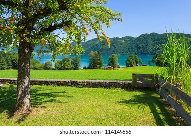 Apple Tree In Garden And View Of Attersee Lake, Austria