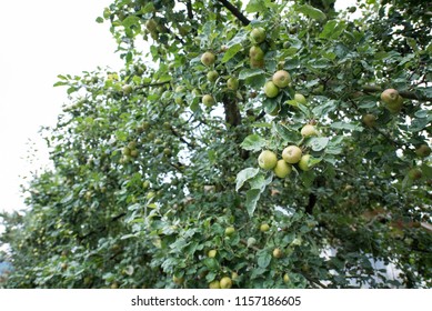 apple tree and green apple