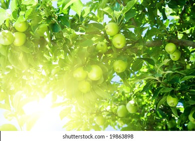 Apple Tree And Green Apple