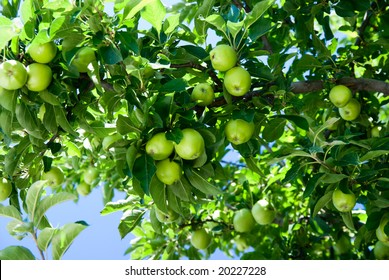 Apple Tree And Green Apple