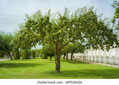 Apple Tree And Green Apple