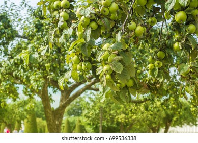 Apple Tree And Green Apple