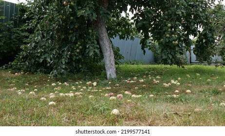 Apple Tree Grows In The Garden And Gives Apples.

Outside The Height Of Summer And Sunny Weather, Apple Harvest.