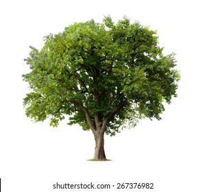 Apple Tree isolated on a white background - Shutterstock ID 267376982