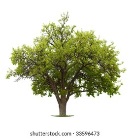 Apple Tree Isolated On A White Background. Early Summer, Small Apples Are Already Showing