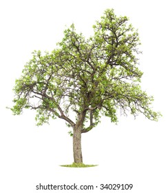 Apple Tree Isolated On A White Background. Early Summer, Small Apples Are Already Showing