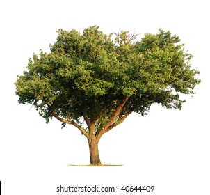 Apple Tree Isolated On White