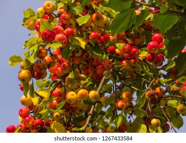 apple tree juicy fruit - Shutterstock ID 1267433584