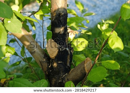 Apple tree with leaf blight and trunk canker, showing a common orchard disease that weakens growth and reduces fruit yield in summer.