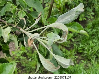 36 Oidium spores Images, Stock Photos & Vectors | Shutterstock