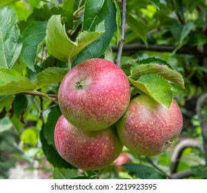 apple tree (Malus domestica 'Gala', Malus domestica Gala) - apples on a tree, Selective focus with shallow deph on field - Shutterstock ID 2219923595