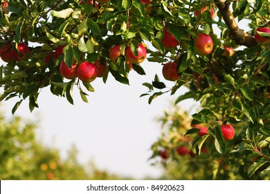 Apple Tree In An Orchard