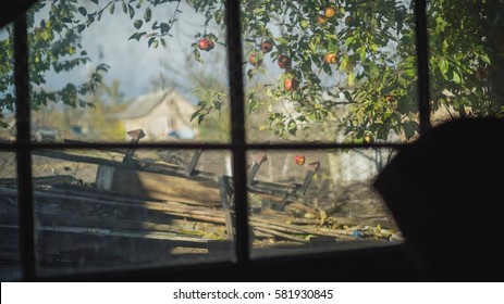 apple tree outside shot through a window, situated in a dark room