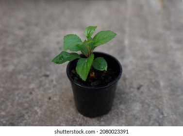 Apple tree planted from seed in a small black pot