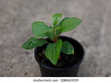 Apple Tree Planted From Seed In A Small Black Pot