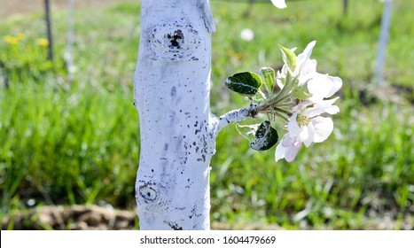 Apple Tree Protected With Bordeaux Mixture Against Decease