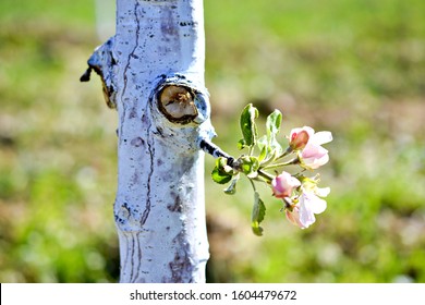 Apple Tree Protected With Bordeaux Mixture Against Decease