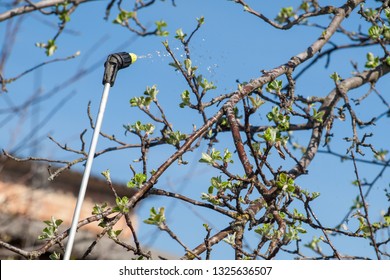 Apple tree is protected from fungal disease or vermin by pressure sprayer with chemicals in early spring. Country house and blue sky on the blurred background.