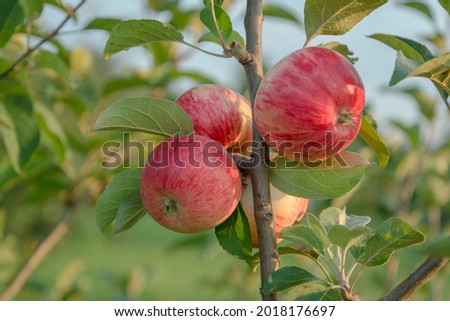Apple tree with red apples. Stark's Earliest Apple Tree.