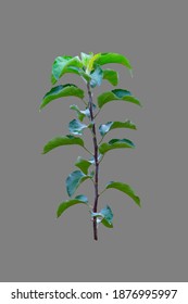 Apple Tree Sapling Branch Isolated On White Background.