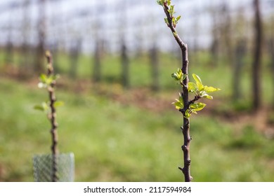 Apple Tree Sapling In Fruit Orchard At Spring. Organic Farm