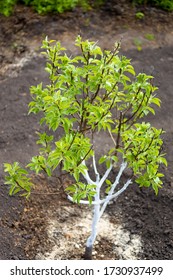 Apple Tree Sapling In The Garden