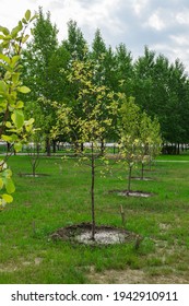 Apple Tree Sapling In The Park. Young Tree.