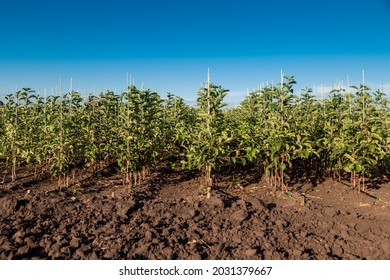 Apple tree seedlings in the nursery on drip irrigation
