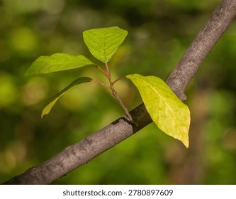 Apple tree shoot on tree branches