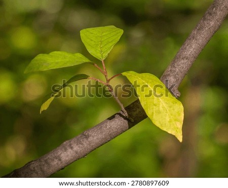 Apple tree shoot on tree branches