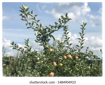 A Is For Apple. As In Apple Tree. Splendid Fruit Trees Found In Delaware County, PA.