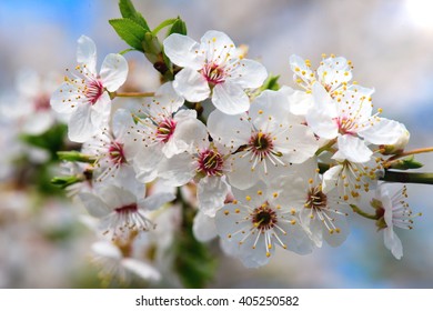 Apple Tree In Spring