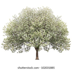 Apple Tree In Spring Isolated On White