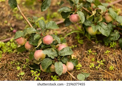 Apple tree is strewn with a bountiful harvest of purple red apples. Branches with nutritious fruits bent to the ground. Fall apple picking, rich in fiber and antioxidants,harvesting. Natural vitamins.