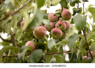 Apple tree is strewn with a bountiful harvest of red purple apples. Fertile branches with nutritious fruits. Fall apple picking, rich in fiber and antioxidants, harvesting. Natural vitamins. Farming